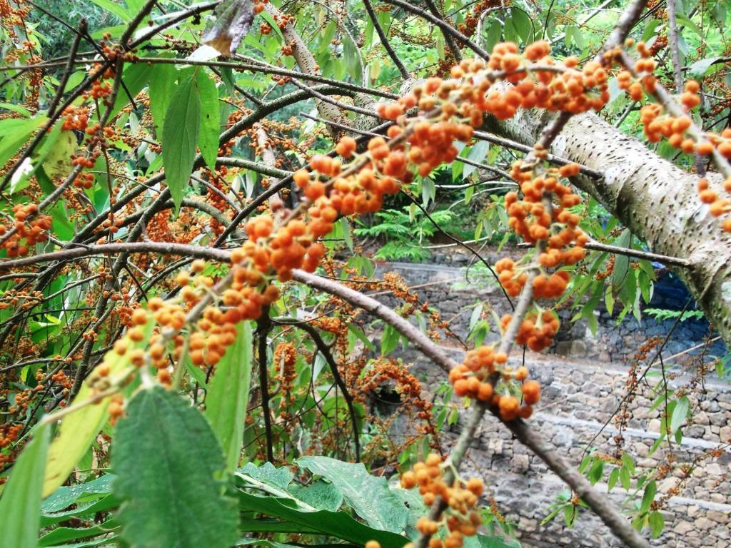 Mayapott Plantation Villa Thekkady Eksteriør bilde