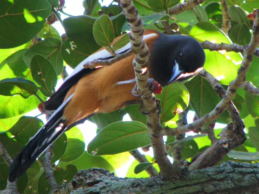 Mayapott Plantation Villa Thekkady Eksteriør bilde